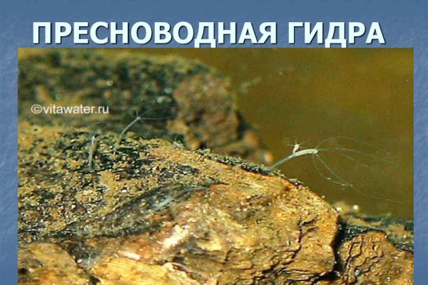 Где взять ссылку на кракен