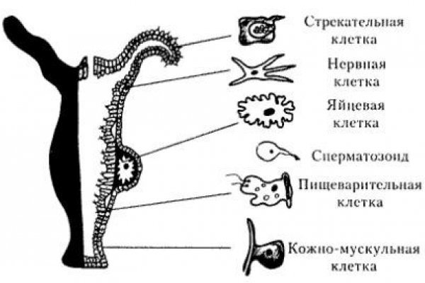 Как зарегаться в кракен