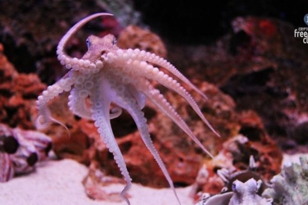 Kraken настоящая ссылка
